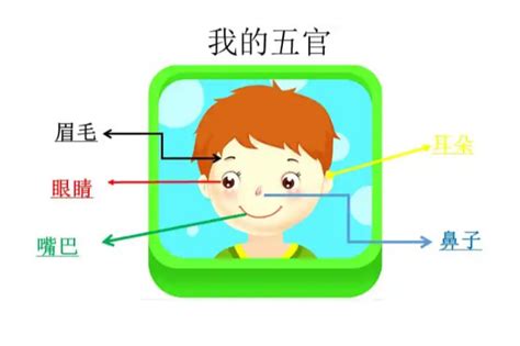 眼耳口鼻五官|五官(五大面部特征)